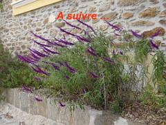 183 D23 BORMES LES MIMOSAS 1_000056